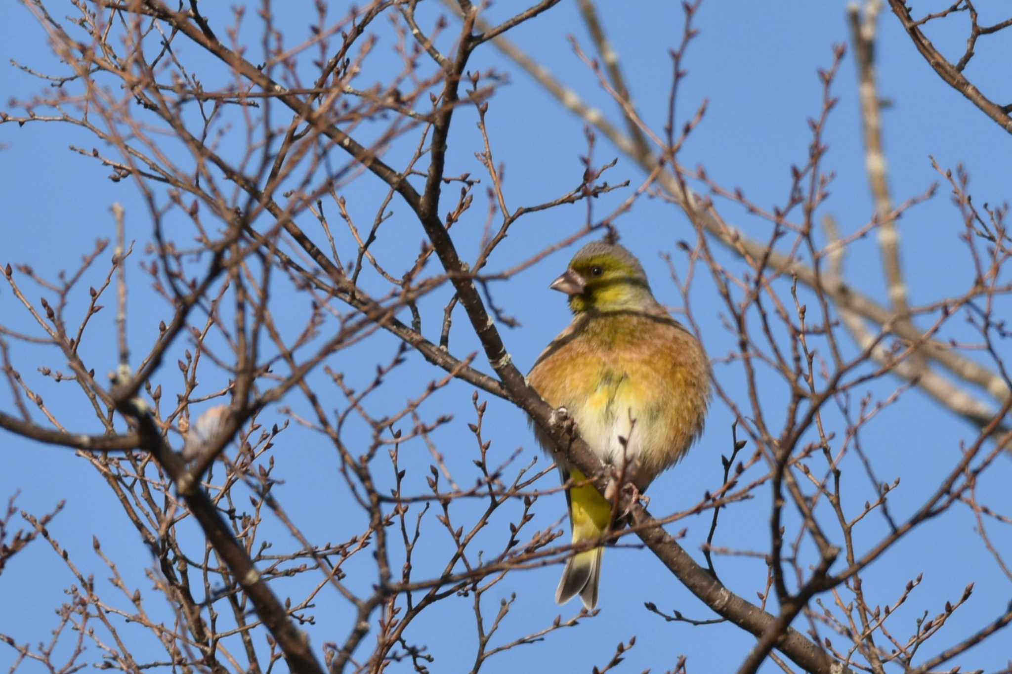 Photo of Grey-capped Greenfinch at 大沼(宮城県仙台市) by おんせんたま５