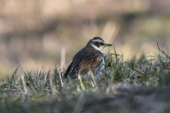 Dusky Thrush 大沼(宮城県仙台市) Sun, 2/4/2024