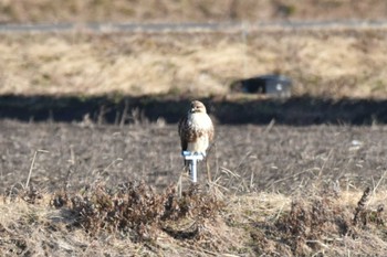 Eastern Buzzard 大沼(宮城県仙台市) Sun, 2/4/2024