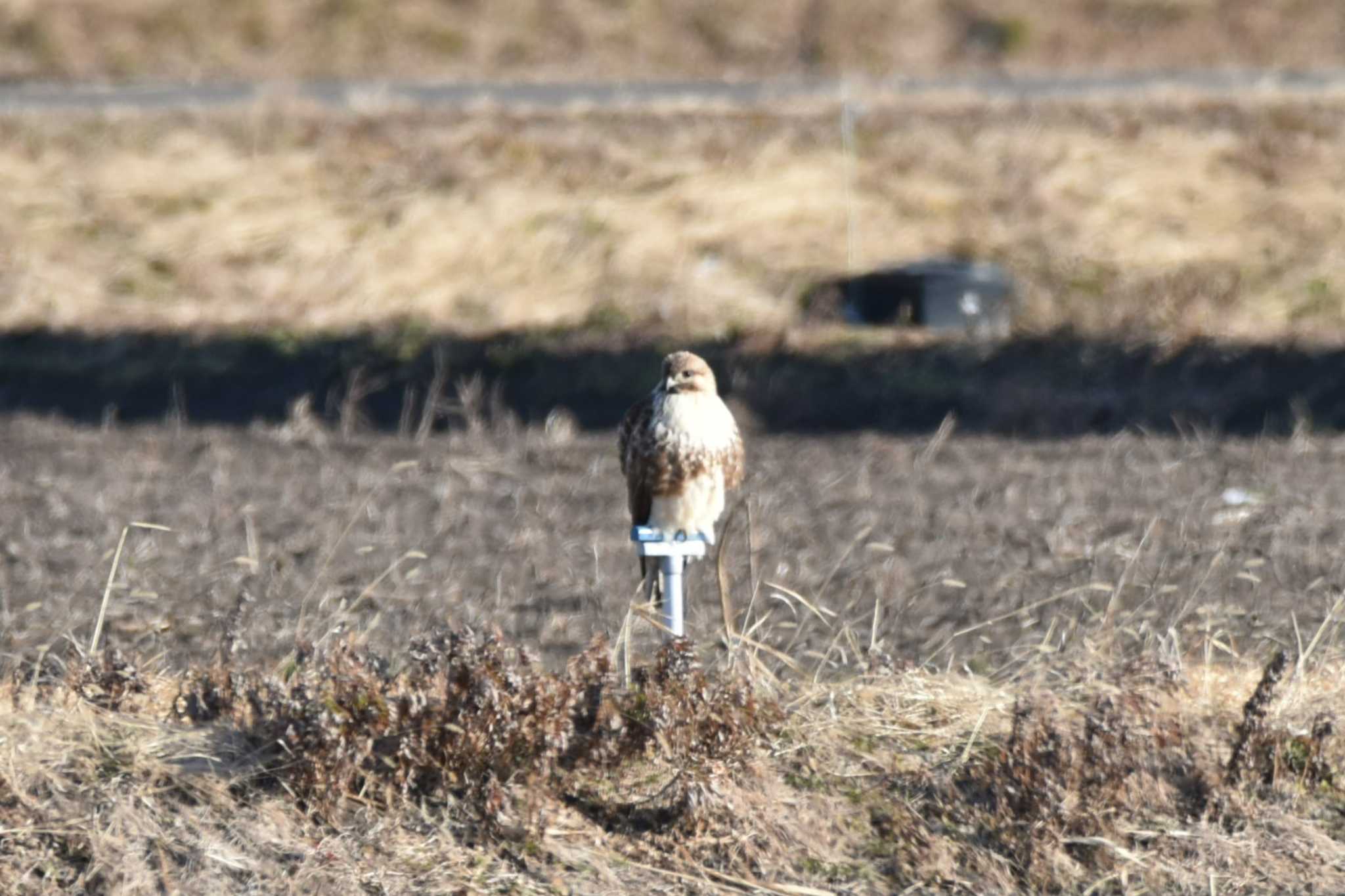 Photo of Eastern Buzzard at 大沼(宮城県仙台市) by おんせんたま５