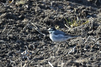 White Wagtail 大沼(宮城県仙台市) Sun, 2/4/2024