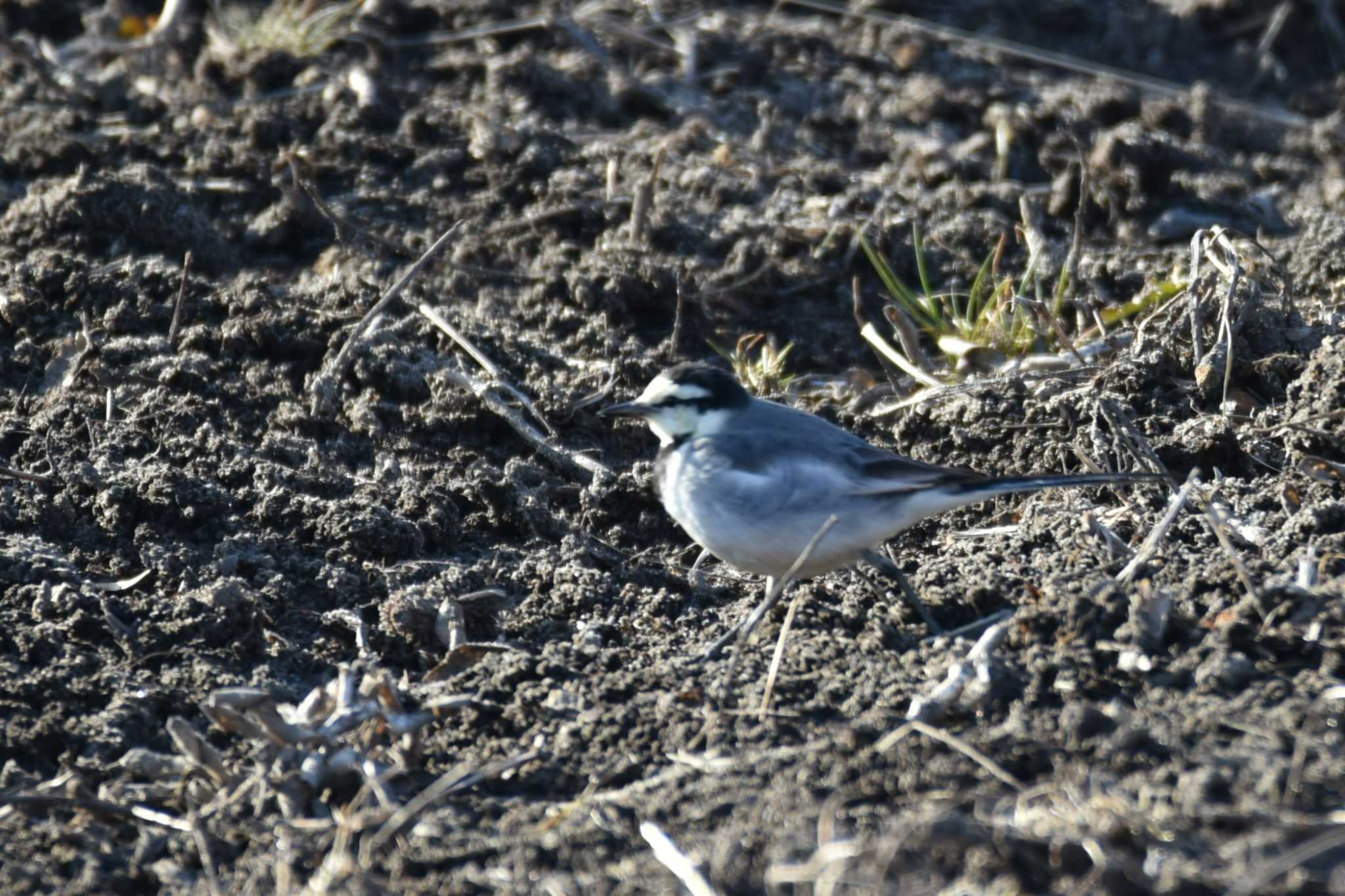 Photo of White Wagtail at 大沼(宮城県仙台市) by おんせんたま５