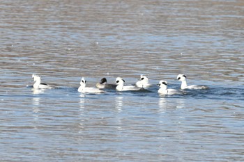 Smew 大沼(宮城県仙台市) Sun, 2/4/2024