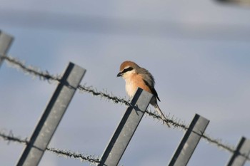 Bull-headed Shrike 大沼(宮城県仙台市) Sun, 2/4/2024