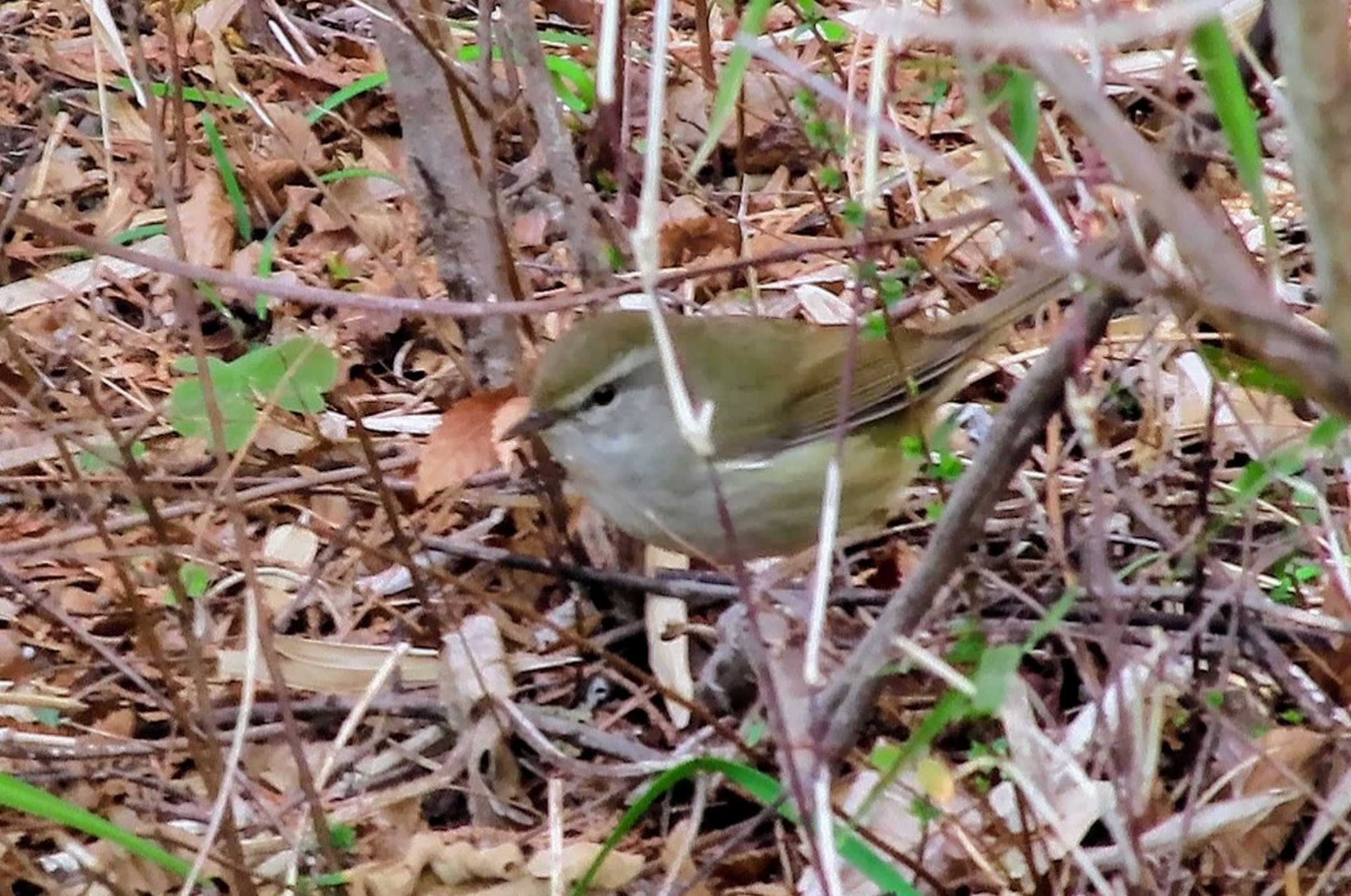 Photo of Japanese Bush Warbler at 井の頭自然文化園 by ashi