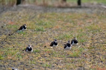 Northern Lapwing 知多市 Tue, 2/20/2024