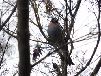 Eurasian Bullfinch 千葉県 Sun, 2/18/2024