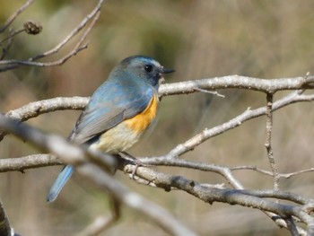 Red-flanked Bluetail 千葉県 Sun, 2/18/2024