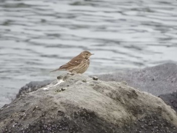 タヒバリ 東京港野鳥公園 2024年2月21日(水)