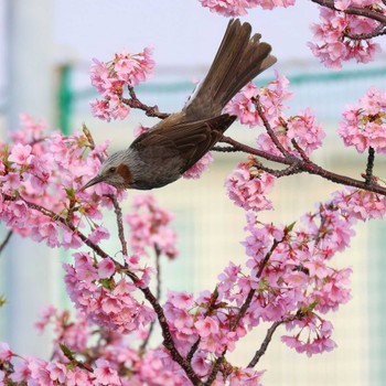 ヒヨドリ 静岡県 2024年2月20日(火)