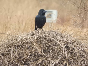 ハシブトガラス 東京港野鳥公園 2024年2月21日(水)