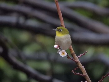 2024年2月21日(水) 東京港野鳥公園の野鳥観察記録