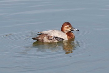 Common Pochard Mitsuike Park Tue, 2/20/2024