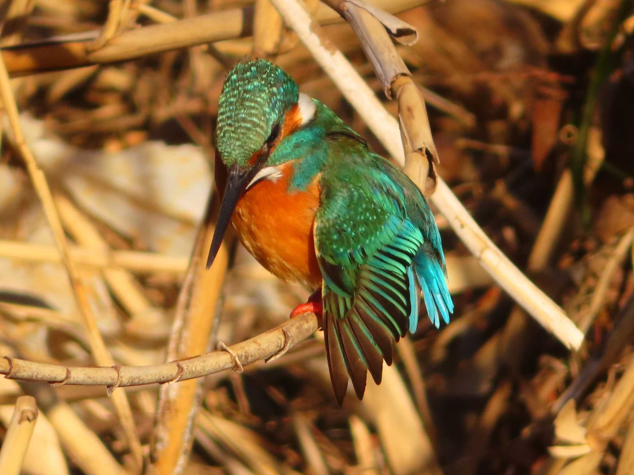 Common Kingfisher