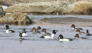 Common Goldeneye 荒川自然観察テラス Sun, 2/18/2024