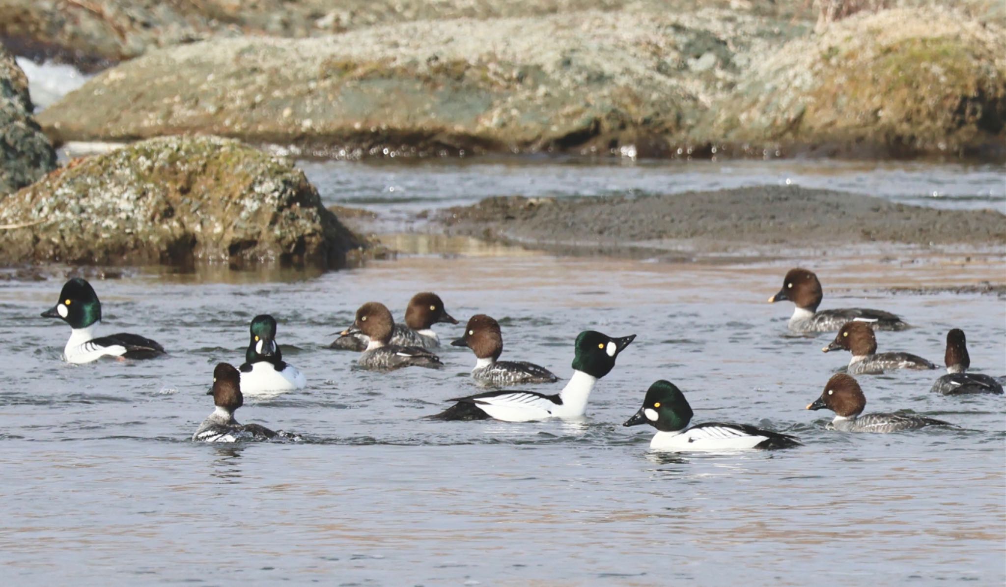 Photo of Common Goldeneye at 荒川自然観察テラス by カバ山PE太郎