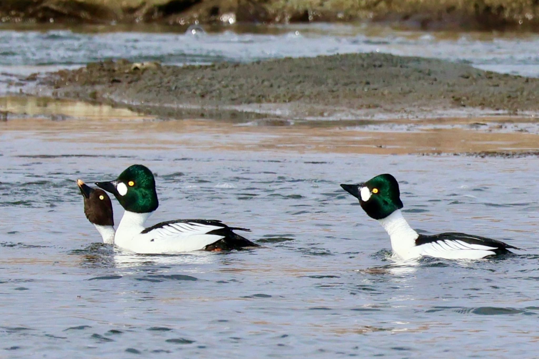 Photo of Common Goldeneye at 荒川自然観察テラス by カバ山PE太郎