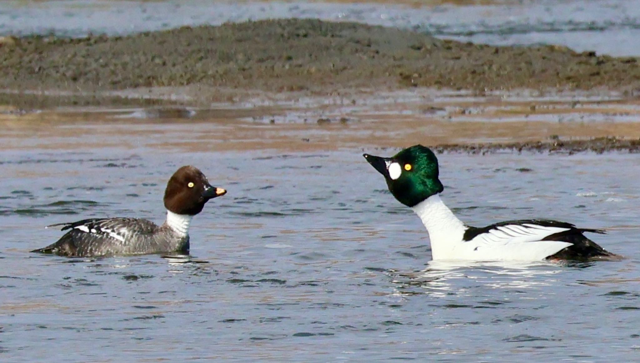 Common Goldeneye