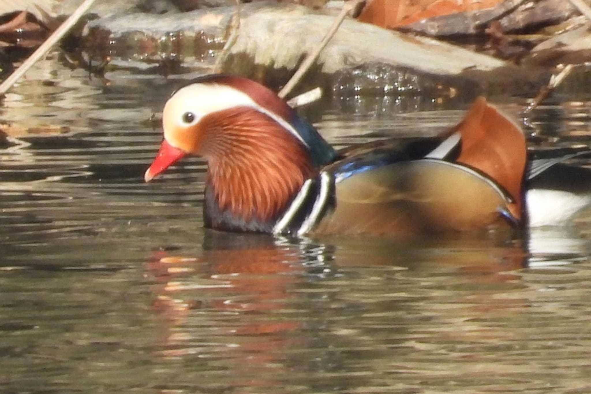 Photo of Mandarin Duck at 岡山市北区 by タケ