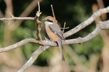 Bull-headed Shrike 21世紀の森と広場(千葉県松戸市) Wed, 2/14/2024