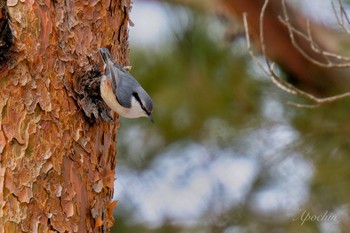 ゴジュウカラ 創造の森(山梨県) 2024年2月17日(土)