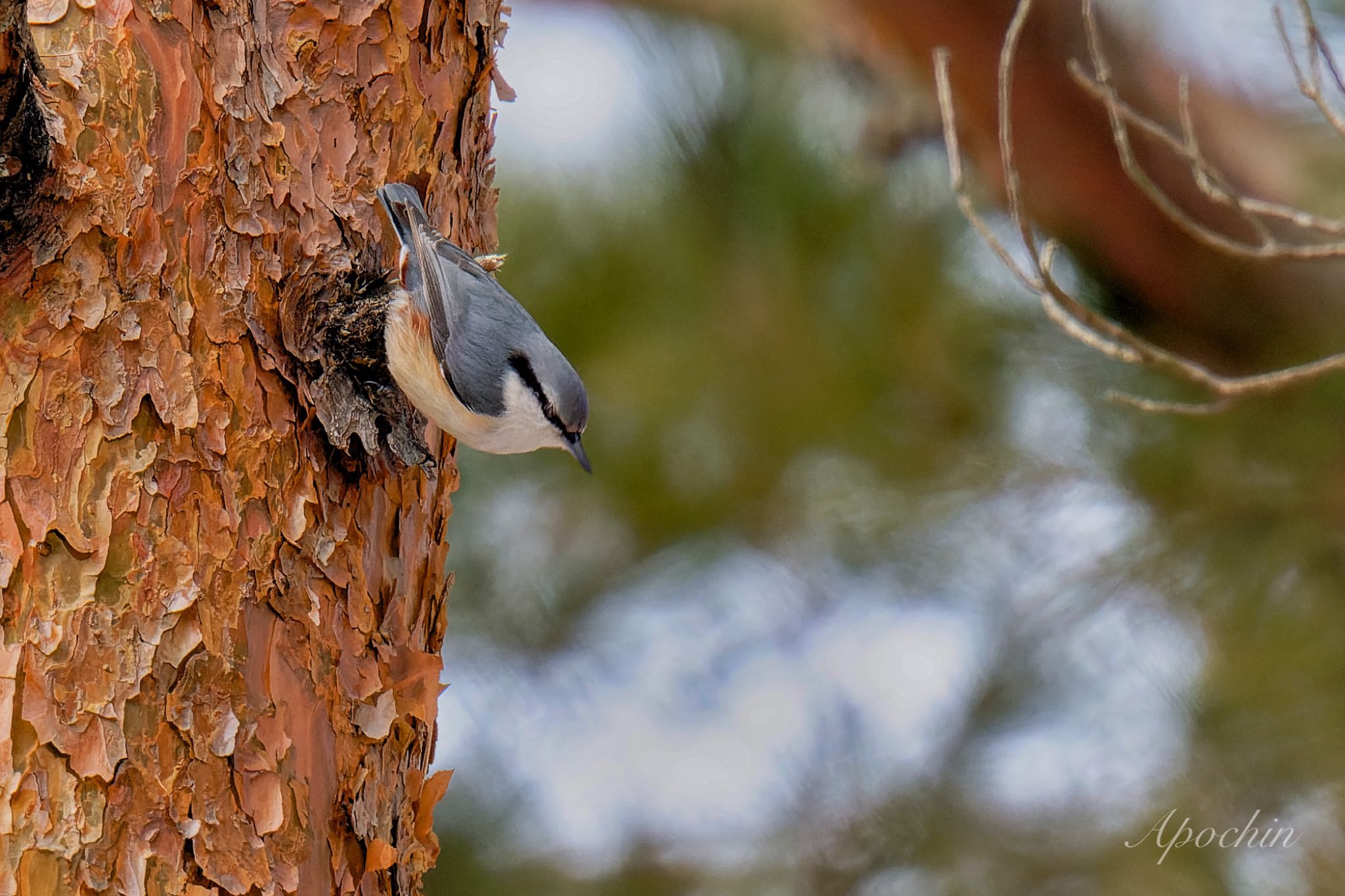 Photo of Eurasian Nuthatch at 創造の森(山梨県) by アポちん