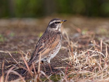 Dusky Thrush 横浜市立金沢自然公園 Tue, 2/20/2024