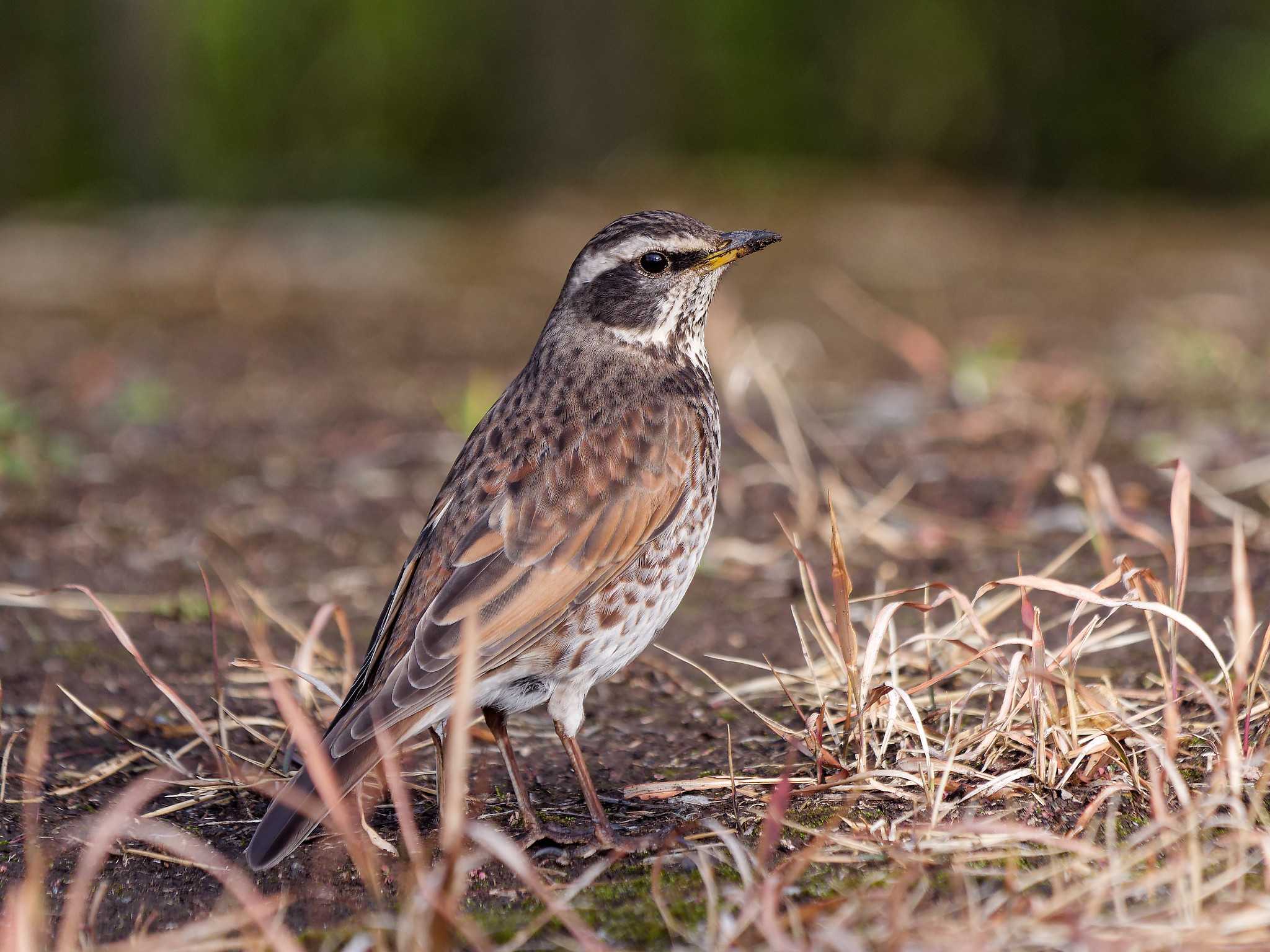 Photo of Dusky Thrush at 横浜市立金沢自然公園 by しおまつ