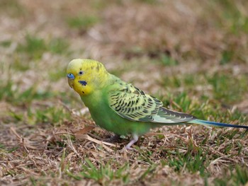 セキセイインコ 多摩川河川敷 2024年2月18日(日)