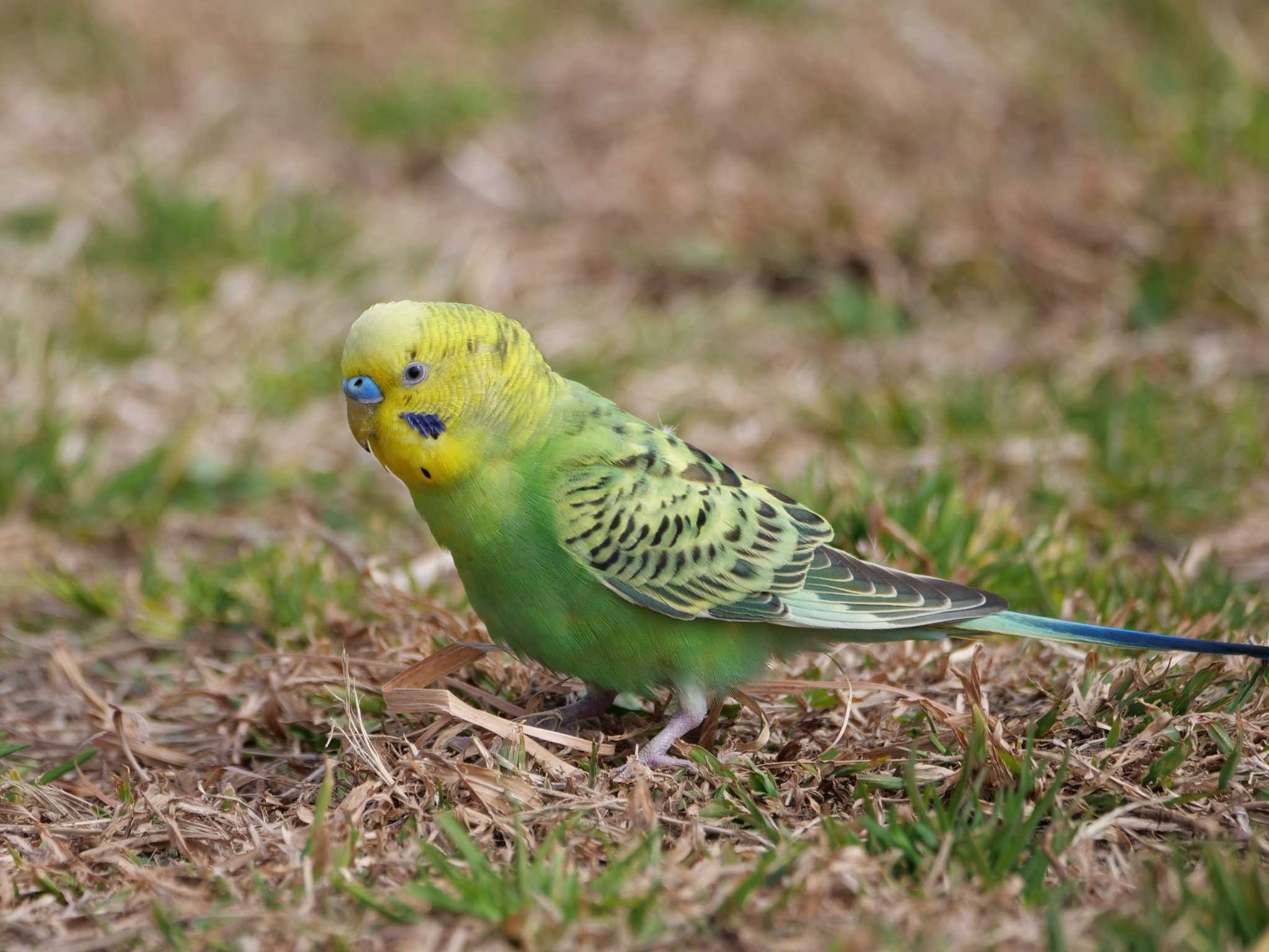 野外にいたから野鳥？。　野性味たっぷりでした、直ぐ遠くへ逃げた・・。 by little birds