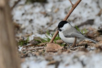 Marsh Tit Makomanai Park Wed, 2/21/2024