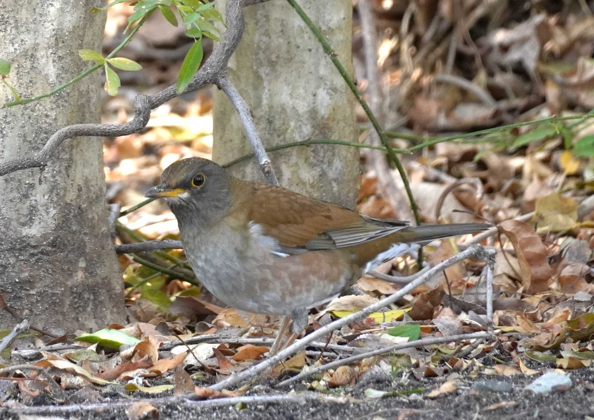 Pale Thrush