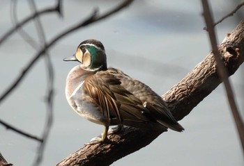 Baikal Teal 豊中市 Sun, 2/18/2024