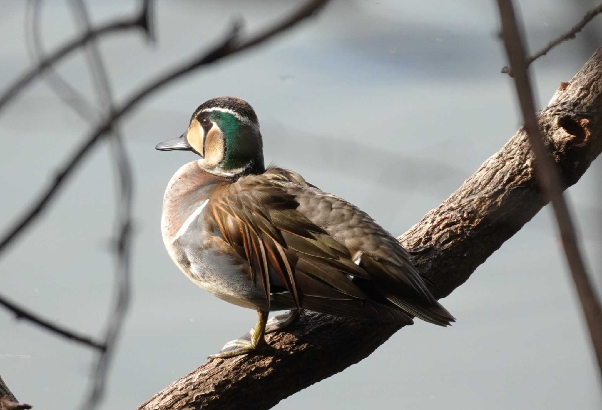 Baikal Teal