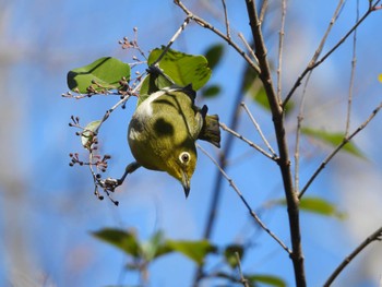 Warbling White-eye 都市緑化植物園(大阪府豊中市寺内) Sat, 2/17/2024