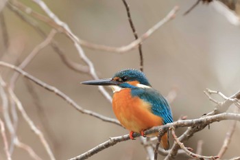 Common Kingfisher 奈良市 Sun, 2/4/2024