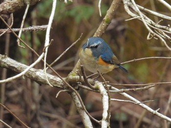 Red-flanked Bluetail 各務野自然遺産の森 Sun, 2/18/2024