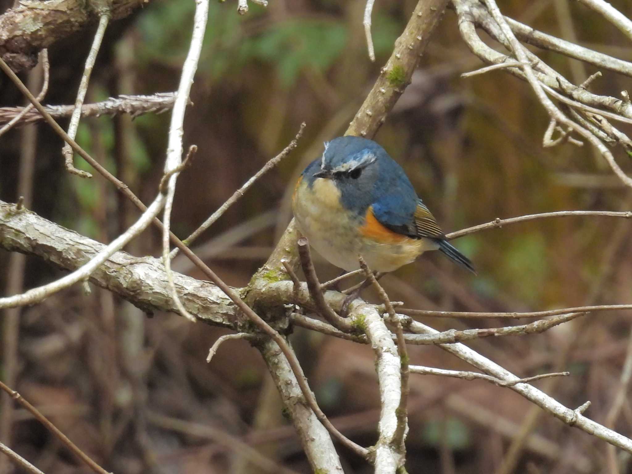 Red-flanked Bluetail