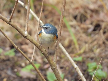 Red-flanked Bluetail 各務野自然遺産の森 Sun, 2/18/2024