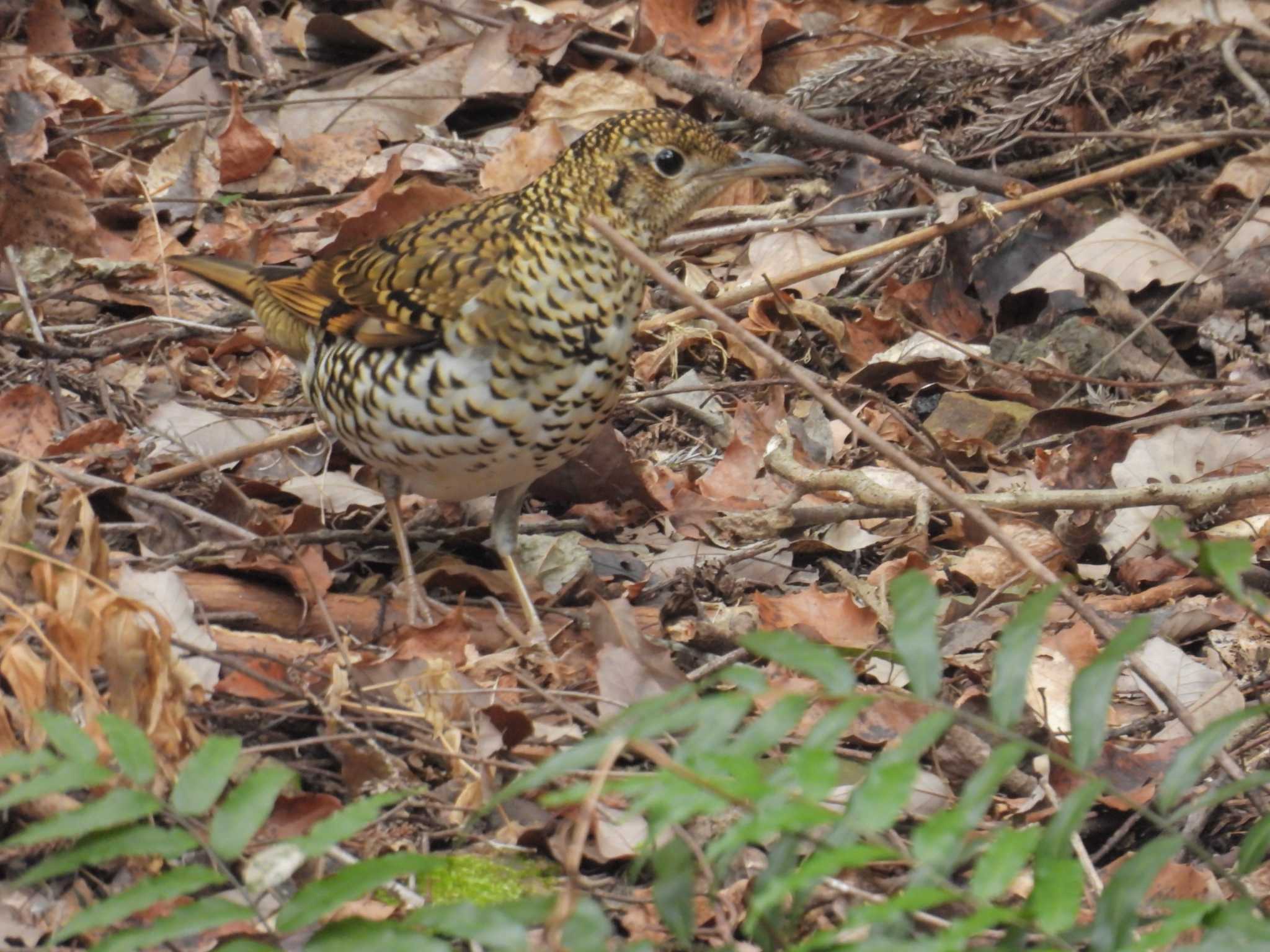 Photo of White's Thrush at 各務野自然遺産の森 by OHモリ