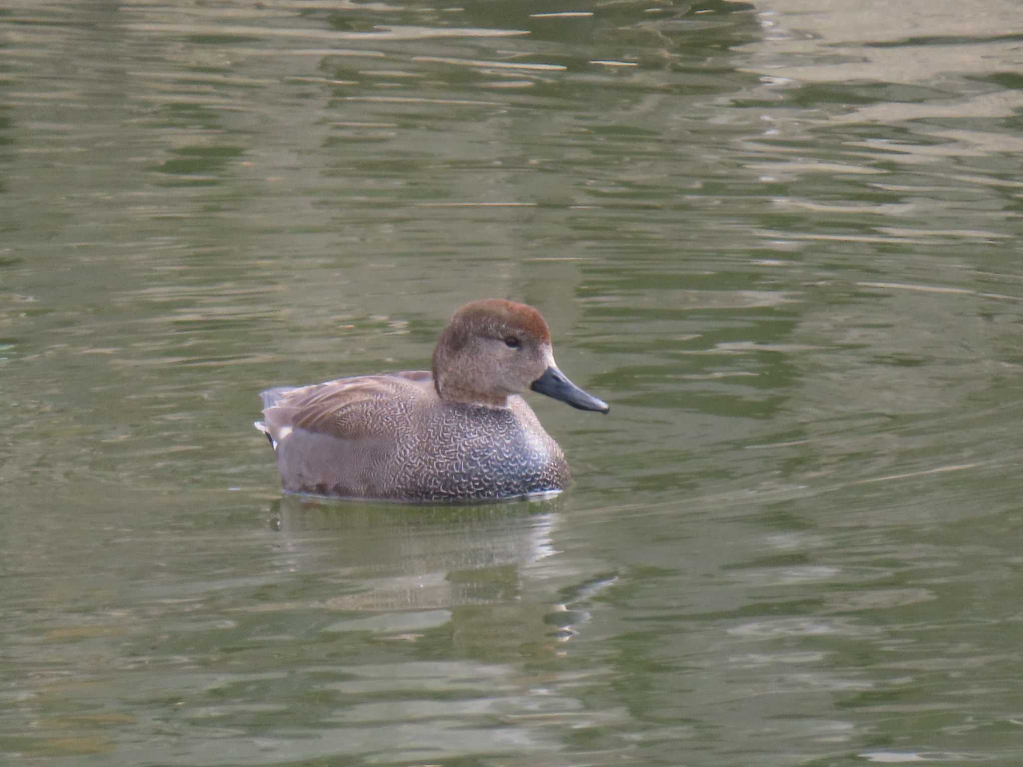 Gadwall