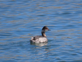 Black-necked Grebe 志津川湾 Sat, 2/17/2024