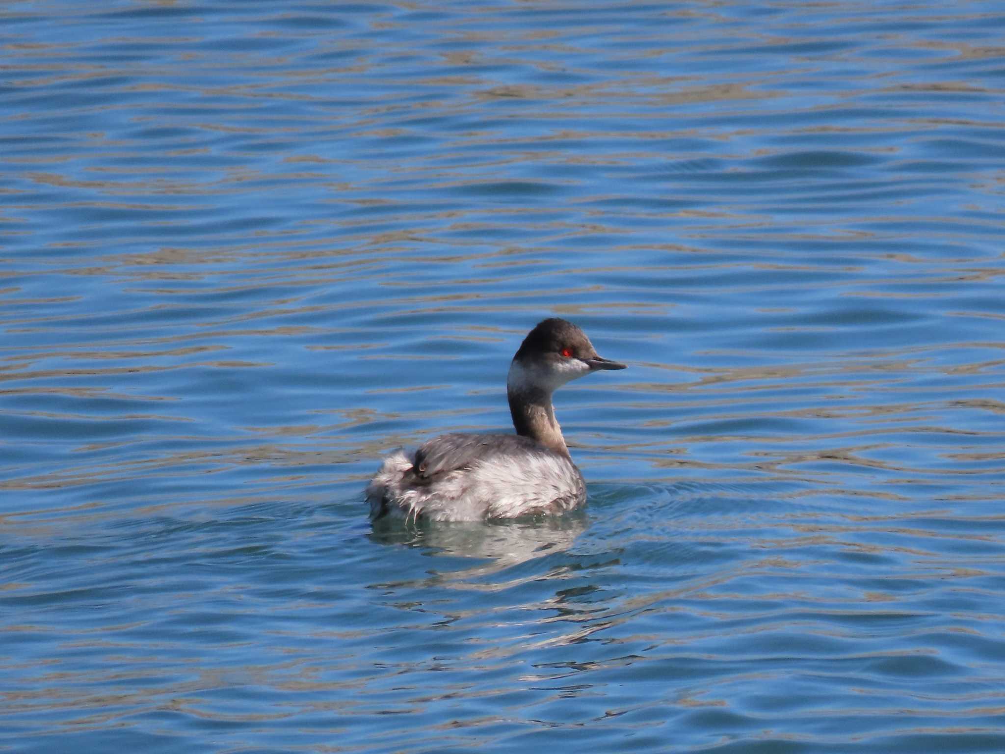 Black-necked Grebe