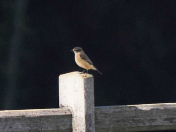 2023年10月22日(日) 久末ダム(福岡県)の野鳥観察記録