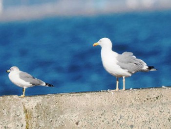 ホイグリンカモメ マリナタウン海浜公園(福岡県) 2023年10月18日(水)