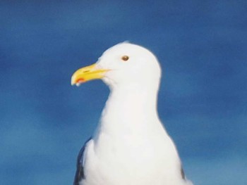 Vega Gull マリナタウン海浜公園(福岡県) Wed, 10/18/2023