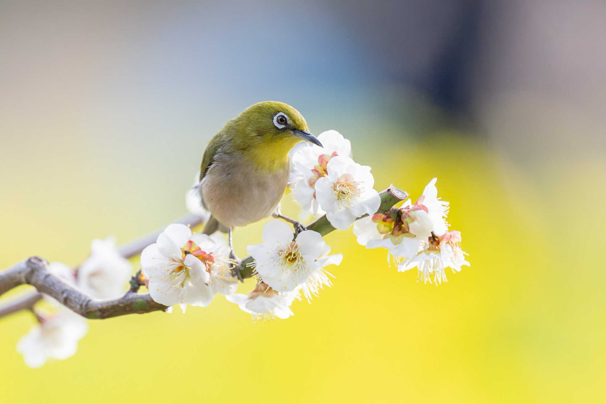 Warbling White-eye