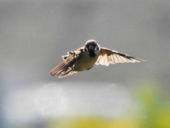 2023年10月15日(日) 今津干潟の野鳥観察記録