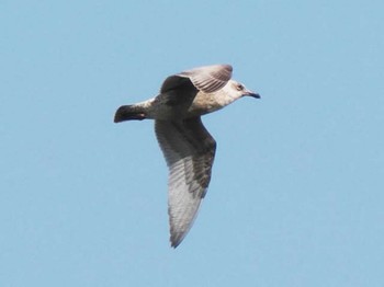 Vega Gull 今津干潟 Sun, 10/15/2023