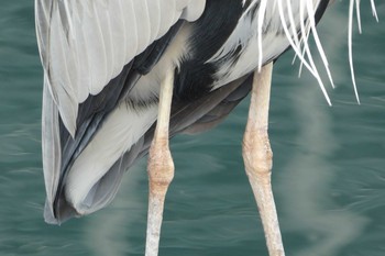 アオサギ 高島水際線公園 2018年11月27日(火)